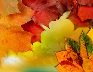 Fall Vertical